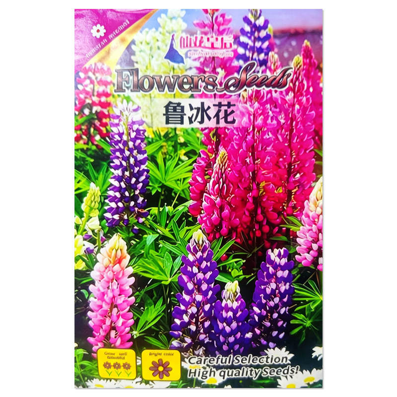 鲁冰花种子宿根花卉种子