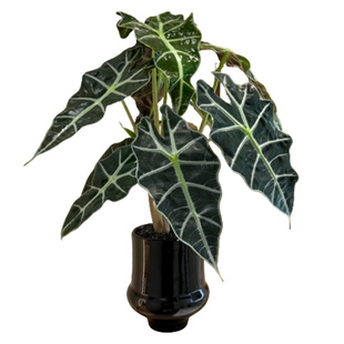 大仙女海芋盆栽清新绿植适合办公室内桌面观赏耐阴净化空气花卉