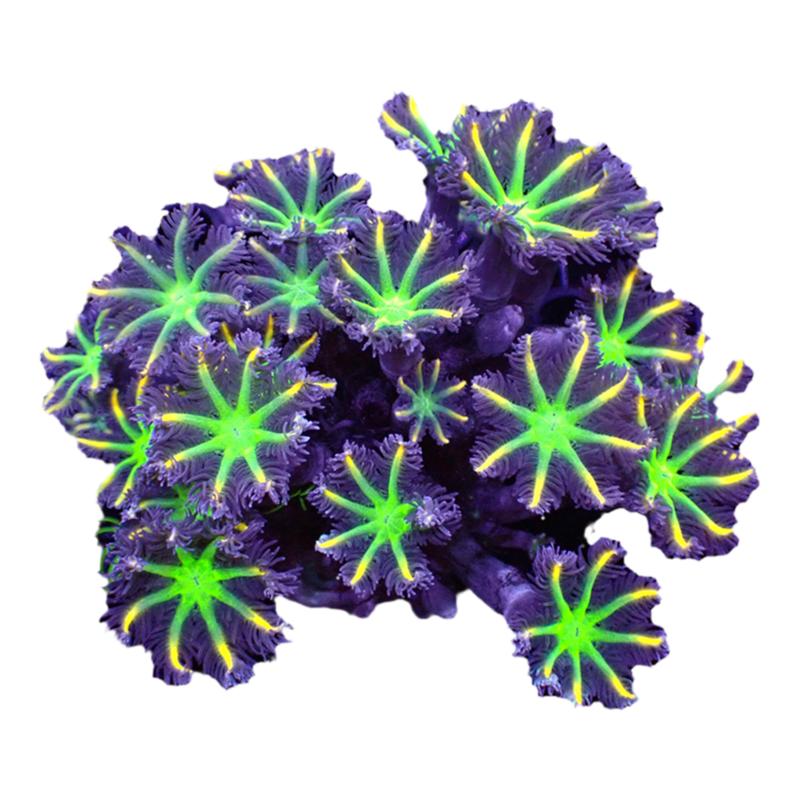 大手星花绿芯金边大手心花珊瑚手星花珊瑚海水宠物活体生物已检疫