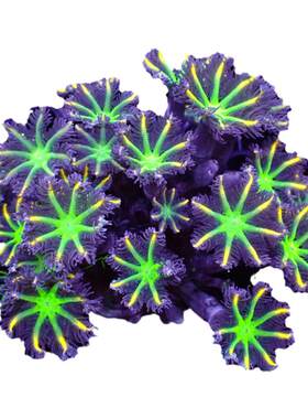 幻彩大手星花珊瑚海水宠物活