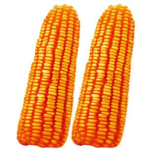 高产饲料玉米种子高产量郑单958早熟杂交种籽孑特大郑丹正品优质