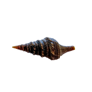 进口翻沙螺 活体海水鱼珊瑚缸海缸 翻砂海星除藻生物 快递包活