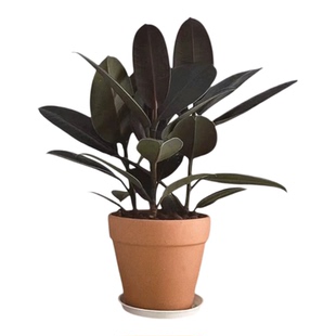 黑金刚橡皮树盆栽室内好养绿植四季好养易活橡胶树植物净化空气