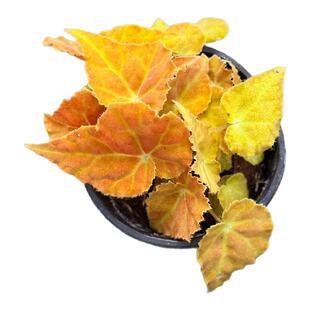花与花器 秋之华秋海棠 诸神黄昏室内热植橘色系美艳室内绿植盆栽