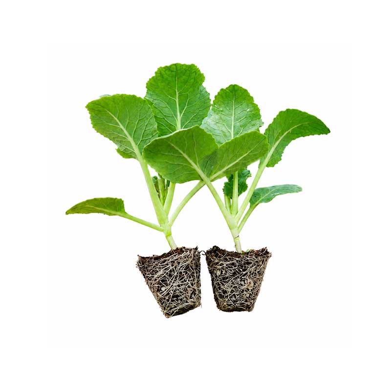 各种秋季种植蔬菜苗大全芹菜大白菜花菜秧苗秋天西兰花苔包菜生菜