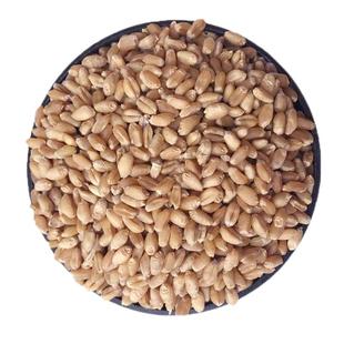 大麦种子芽苗菜种子大麦若叶青汁榨汁大麦苗优质大麦草四季播猫草