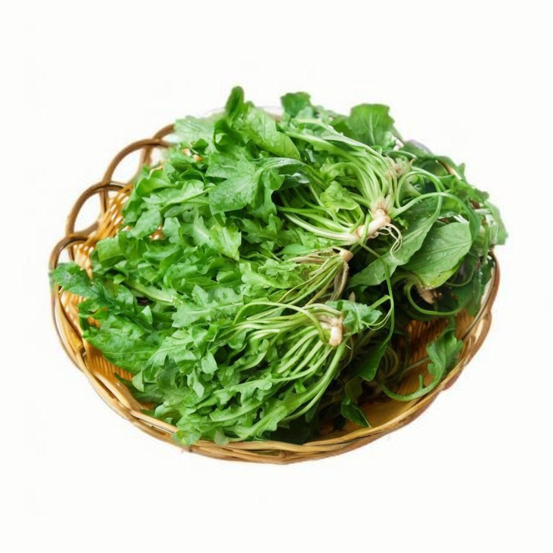 野生荠荠菜种子蔬菜种子