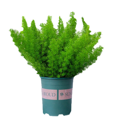网红植物狐尾天门冬盆栽大花苗四季常绿室内绿植庭院花园花卉观叶