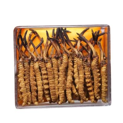 源臻草野生虫草2025西藏那曲头期