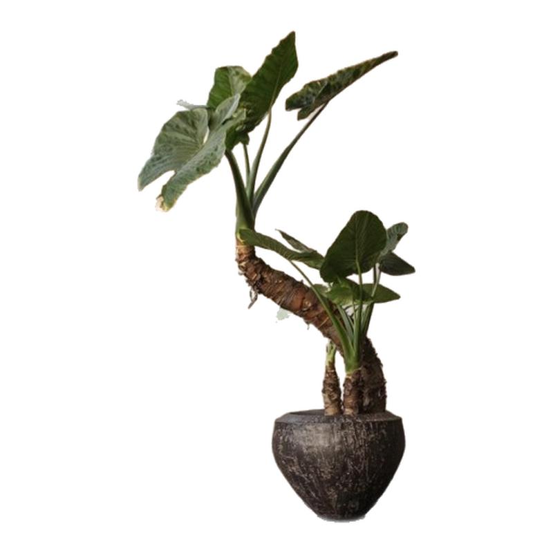 四季种植滴水观音海芋新居净化空桌面绿植