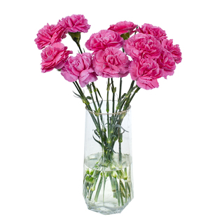 悦多彩A级单头康乃馨红粉花束云南基地直发多头鲜切花妇女节礼物