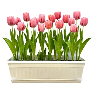 进口郁金香种球水培植物室内阳台盆栽5五度球种子适合冬天的花卉