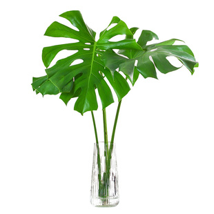 种花的大象老桩龟背竹水培植物大叶片开背盆栽办公室桌面绿植好养