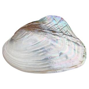 大珍珠贝蚌壳天然海螺贝壳拍摄道具家居创意收藏摆件果盘餐盘装饰