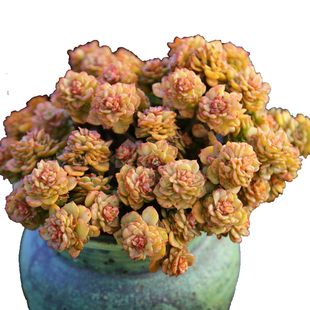 多肉植物大老桩雅乐之舞劳尔蜡牡丹云南网红清棚多肉盆栽易活花卉