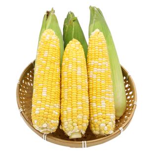 斯达甜216早熟超甜水果玉米种子高产甜玉米种籽孑四季大全春季