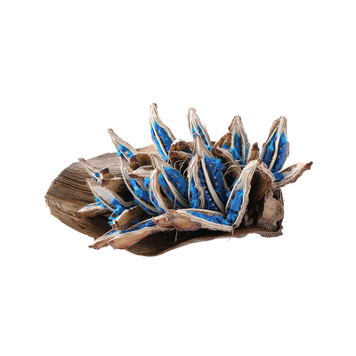 小众旅人蕉稀有蓝色种荚摆件