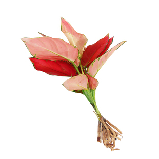 水培植物盆栽绿萝发财树栀子花办公室内花卉小绿植四季好养活盆栽