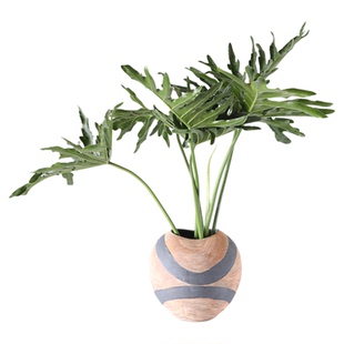 水培带根春羽老桩鲜切春雨植物老根切枝北欧网红绿植室内枝条常