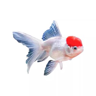 顺丰鸿运当头鱼好养耐活狮子头金鱼活鱼冷水不加温小鱼丹顶鹤顶红