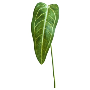 仿真蔓绿绒火鹤王水晶花烛网红彩色叶室内悬挂绿植物墙面造景装饰