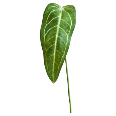 仿真蔓绿绒火鹤王水晶花烛