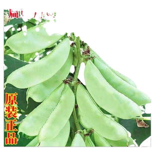扁豆种子种籽四季豆角梅豆角红眉豆蔬菜梅豆孑架豆菜豆峨眉豆种冬