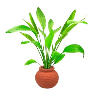 鱼缸小陶罐水草造景摆件增氧阴性水榕绿菊蜈蚣草定植水草大叶溪流