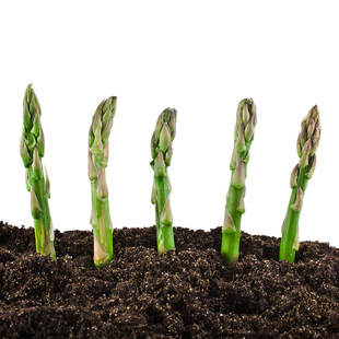 芦笋种子50粒露笋石刁柏嫩笋蔬菜种子多年生可多茬采收盆栽春秋播