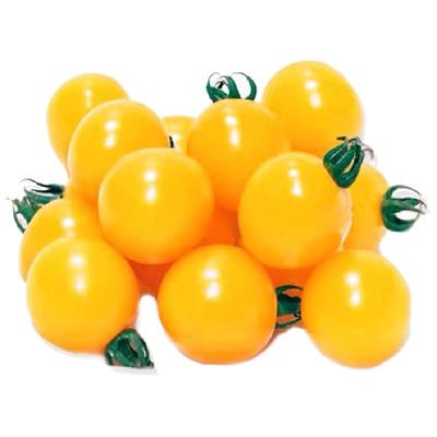 小黄番茄秧苗番茄苗黄色小千禧苗