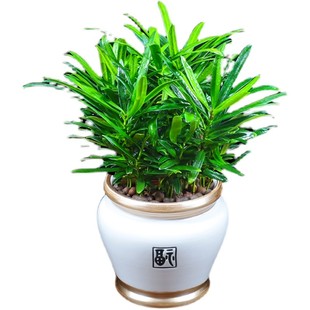 罗汉松盆栽办公室内植物客厅四季常青盆景树苗阳台好养桌面小绿植