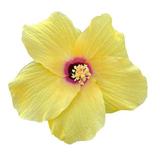 扶桑花盆栽大红花树苗朱瑾花大盆老桩木本花镜花园四季花卉多年生