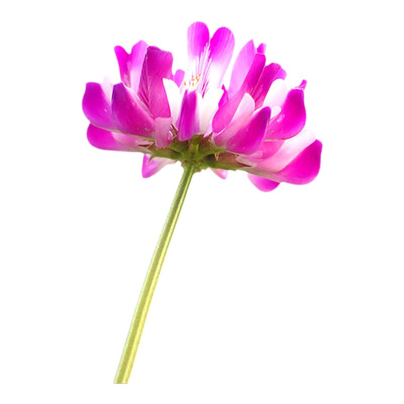 紫花苜蓿南方多年生耐寒牧草种子
