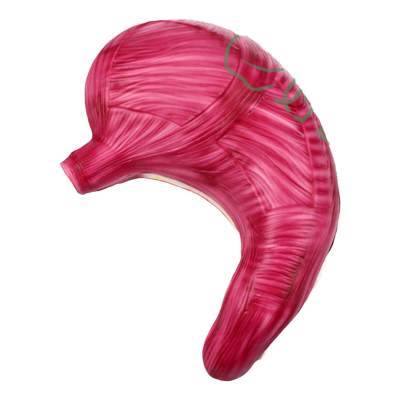 33222 胃解剖模型 自然大模型 生物教学仪器 实验器材