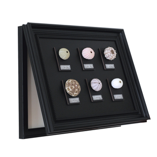 贝壳电表箱装饰画配电箱遮挡立体天然海胆灯磁吸动物标本类装饰画