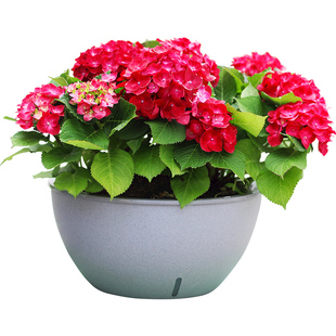 花盆家用自吸水懒人绿萝多肉兰花大理石纹花盆栽塑料花盆厂家直销