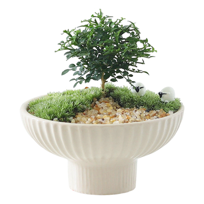 苔藓微景观好养易活礼物