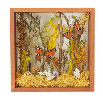 双蝴蝶花园植物标本摆件花卉软装陈列微景观生态园干花相框礼物