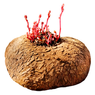 山乌龟金不换绿植物红藤圆叶多肉块根山乌龟爬藤火山石花盆栽植物