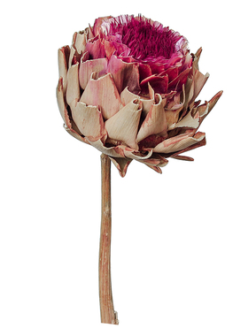 帝王花干花公主进口真花高端