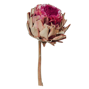 帝王花干花公主花进口真花复古高端办公室店铺装饰店面布置霸王花