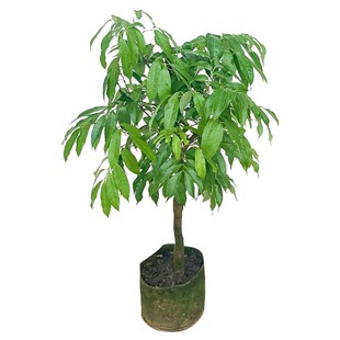 荔枝树苗无核妃子笑正品嫁接盆栽当年结果包成活现挖现发