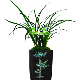 德芳兰业兰花苗兰草春兰宋梅浓香开花花卉绿植盆栽盆景室内阳台