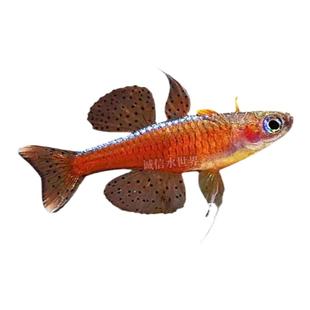 橘色珍珠燕子群游蓝霓虹阿鲁黄帆桔色珍珠活体鱼淡水水草缸热带鱼
