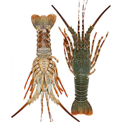 鲜活小青龙顺丰直发优惠特价