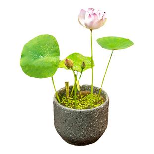 微型碗莲种藕根茎带花苞迷你小荷花藕苗小微莲水培植物碗莲观赏型