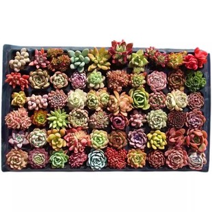 多肉植物批发多肉组合盆栽套餐栽好发货肉肉植物绿植组合石莲花