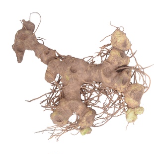 正宗新鲜深山老黄精老虎姜型野生5-10年鸡头参中药材正品多花现挖