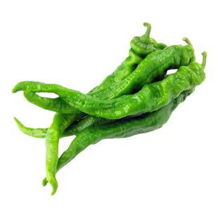 巨陇828特大螺丝椒果长40早熟大果陇椒种子春季高抗病香辣青辣椒