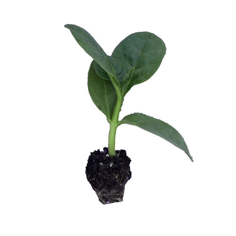 木耳菜秧苗四季阳台盆栽夏季菜苗